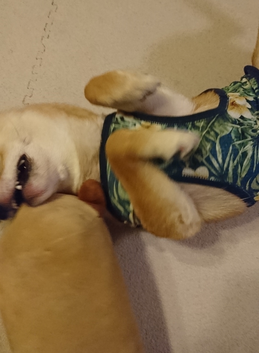 f:id:hanatara:20190511142926j:plain