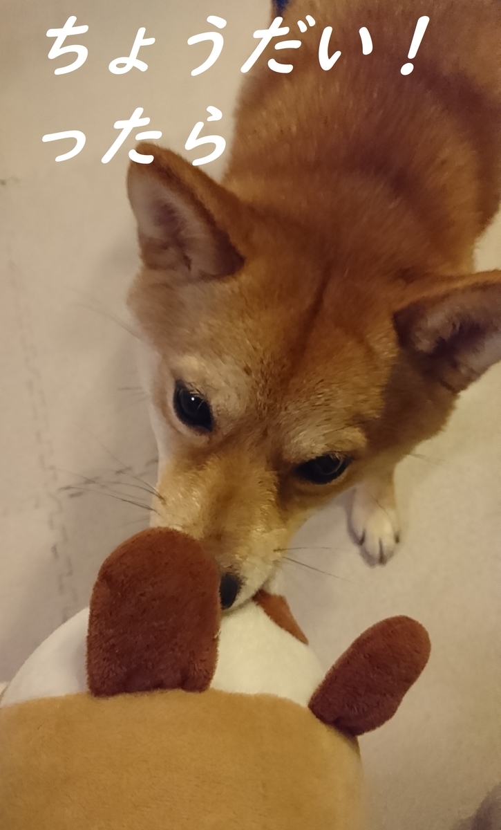f:id:hanatara:20190511143201j:plain
