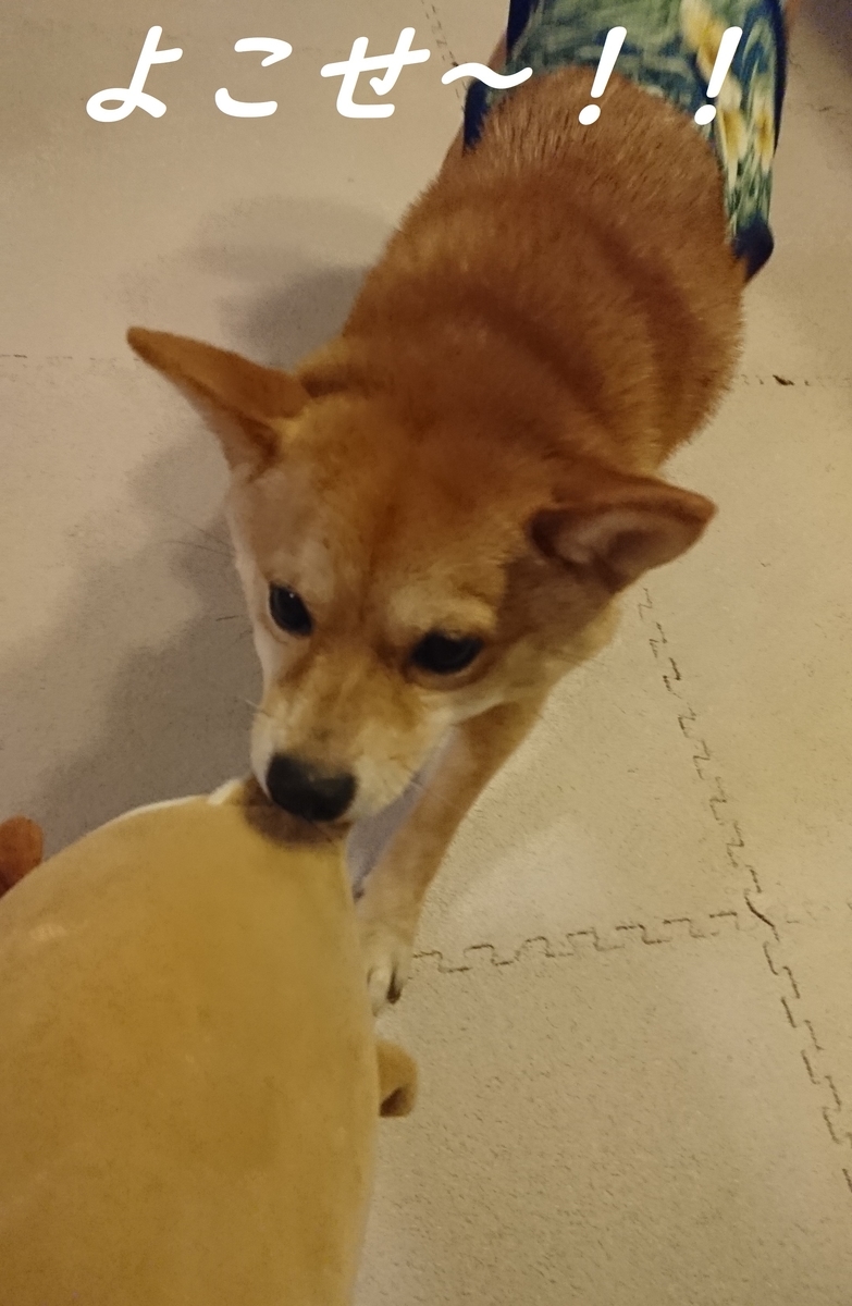 f:id:hanatara:20190511143338j:plain