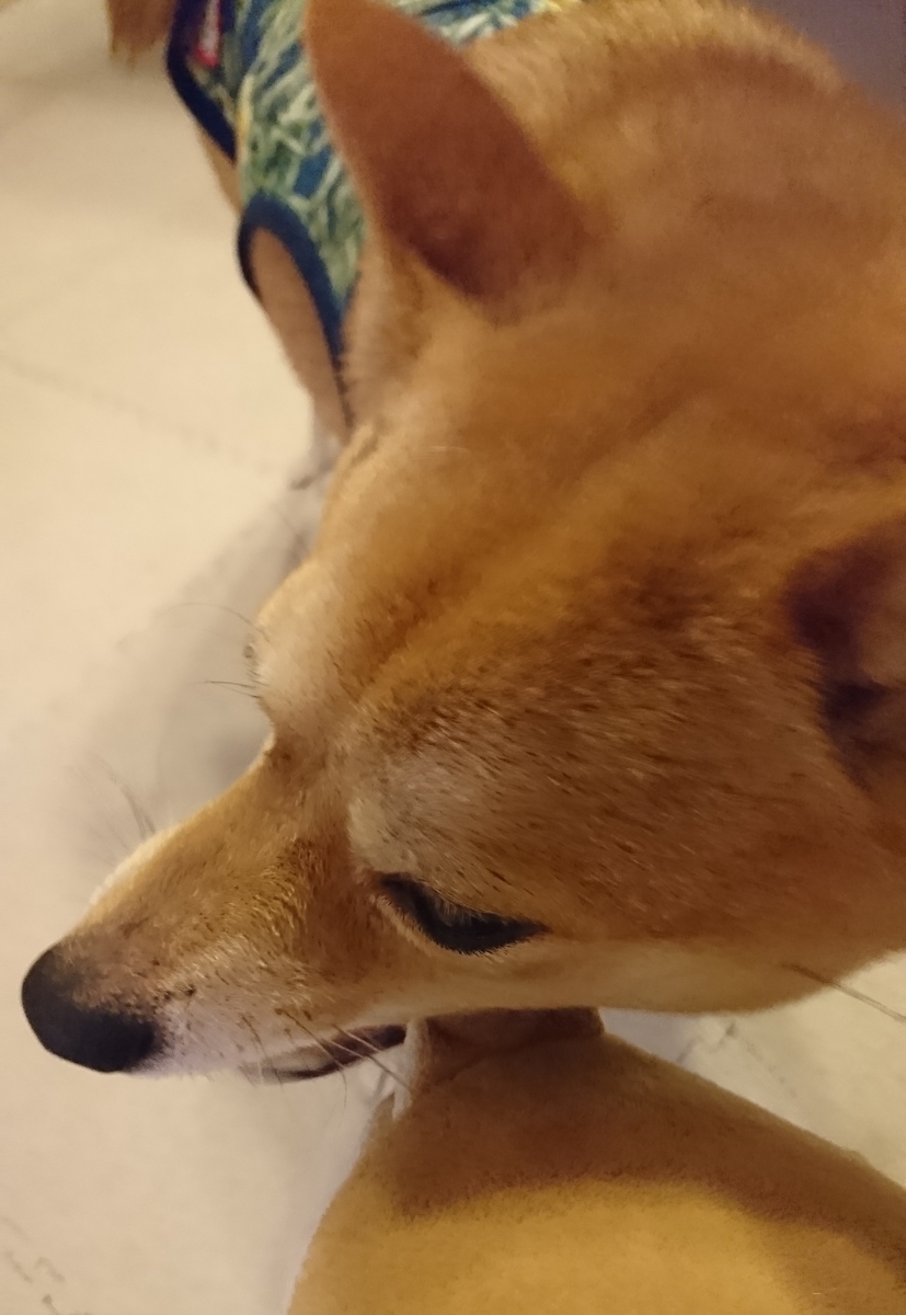 f:id:hanatara:20190511143416j:plain