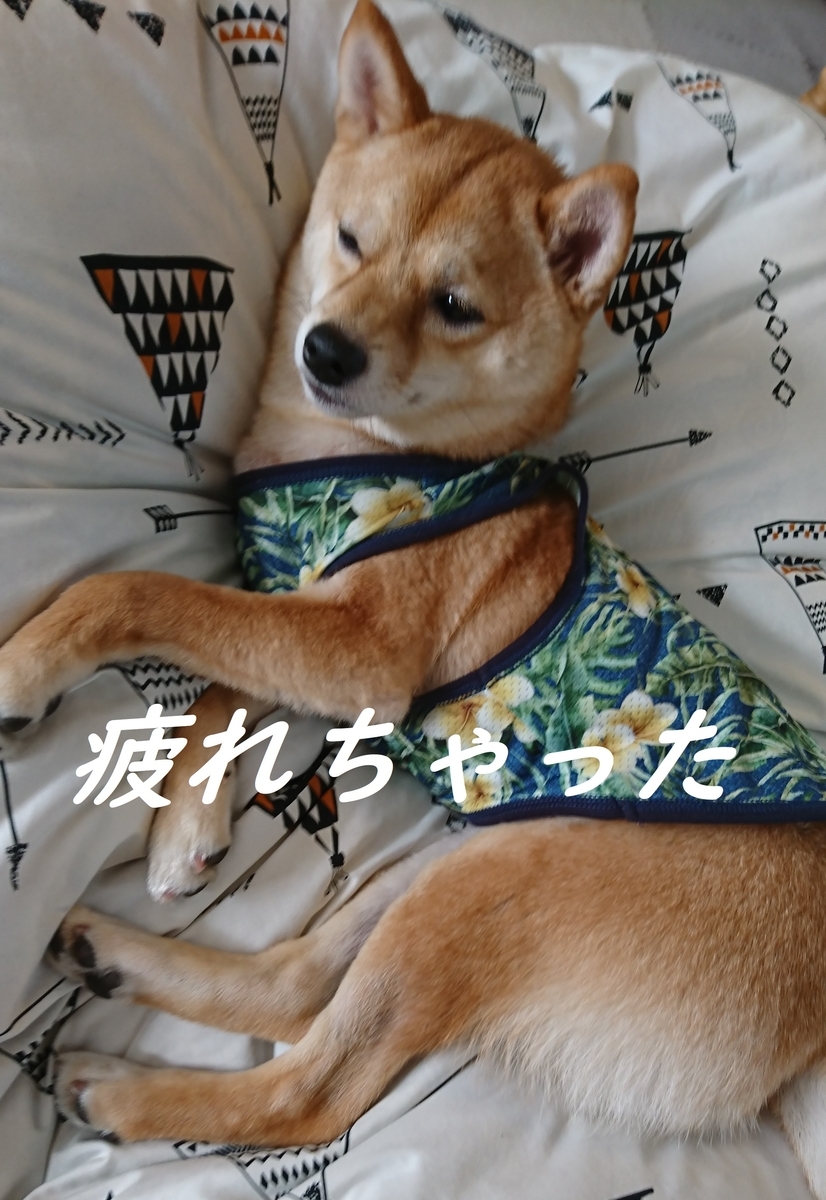 f:id:hanatara:20190511145457j:plain