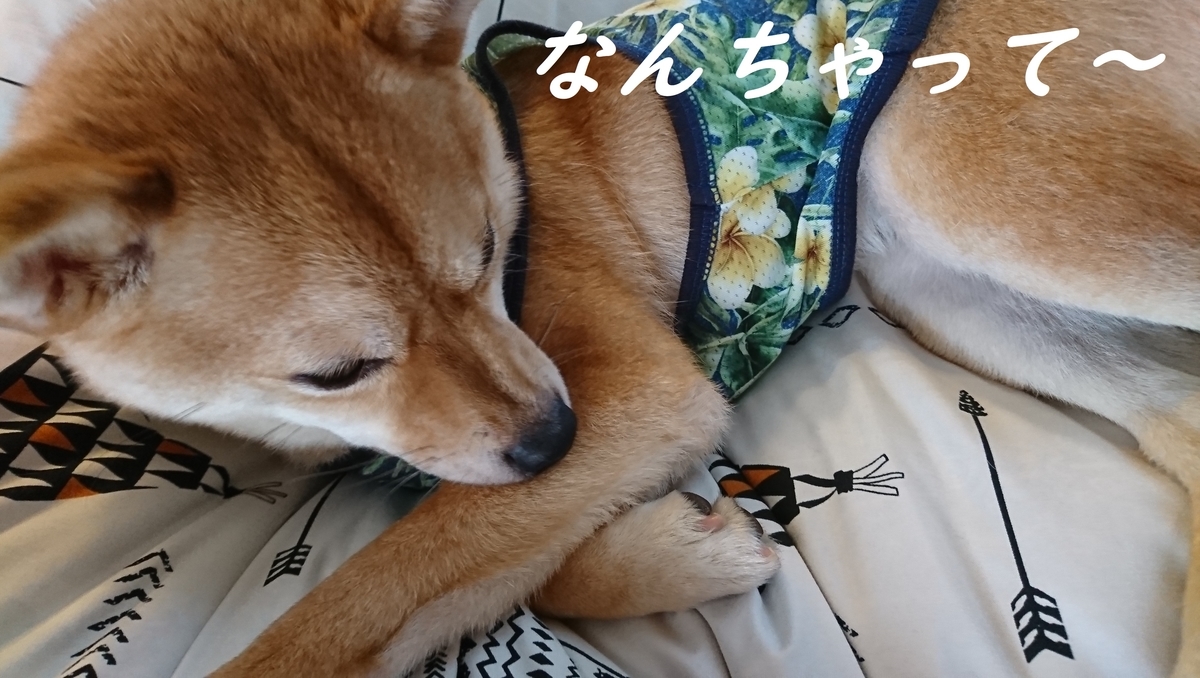 f:id:hanatara:20190511145654j:plain