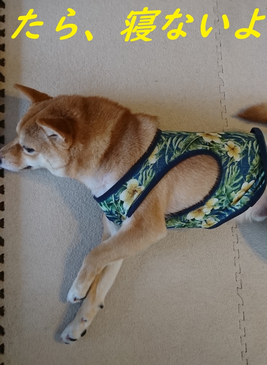 f:id:hanatara:20190511145916j:plain