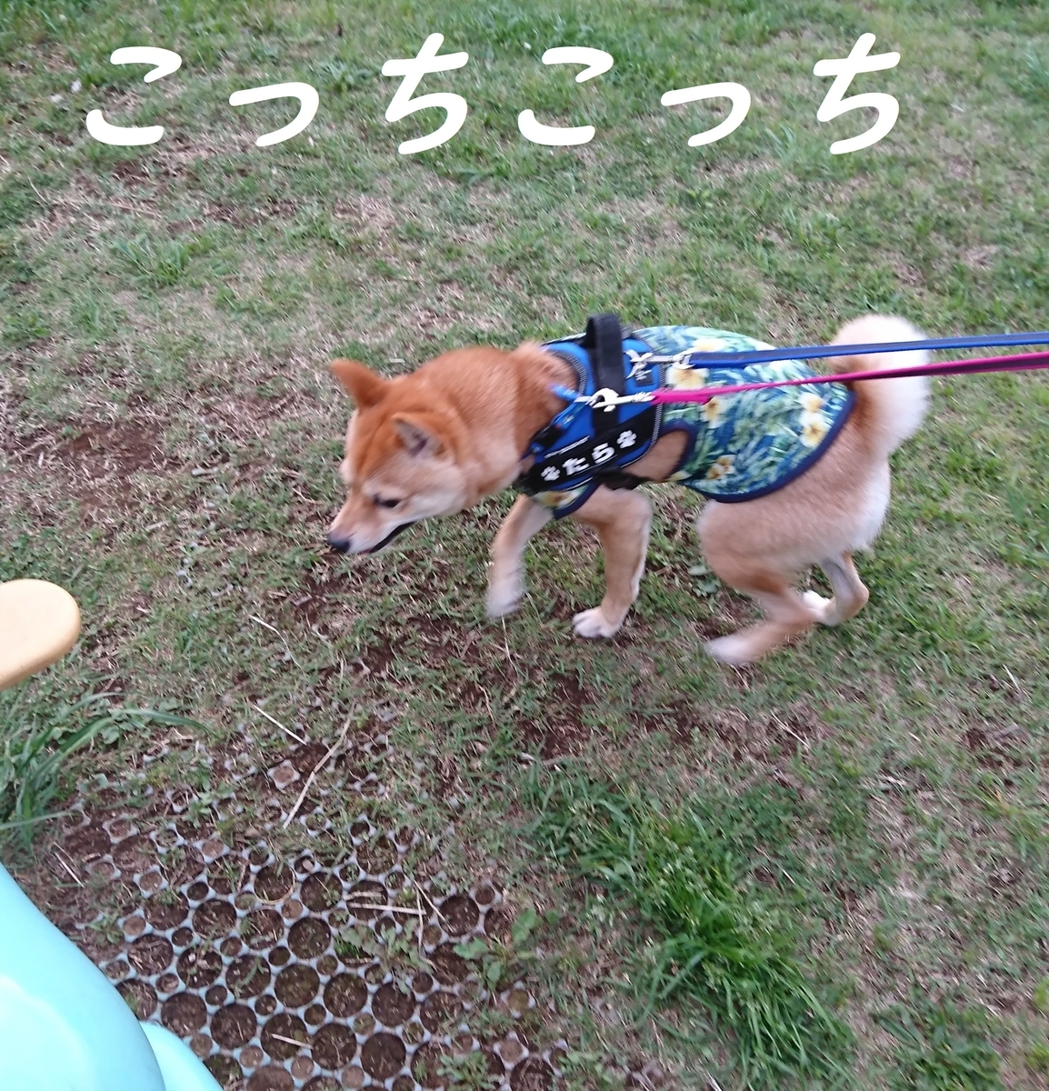 f:id:hanatara:20190511150255j:plain