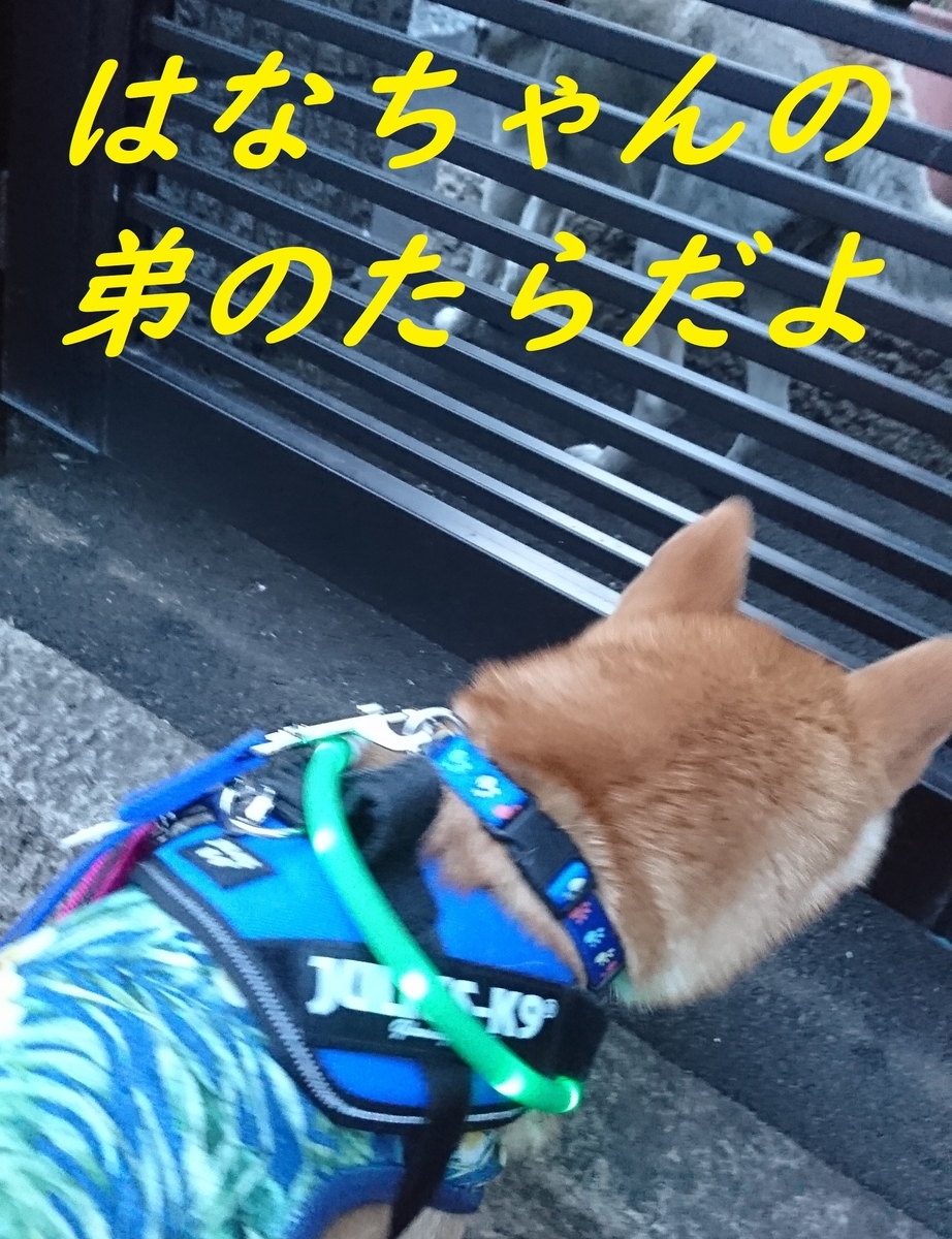f:id:hanatara:20190511150902j:plain