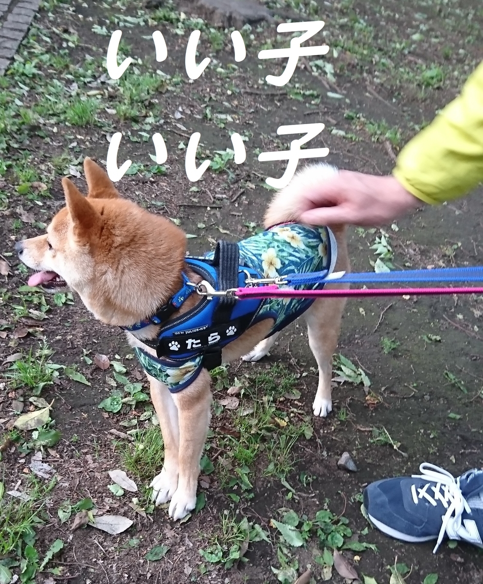 f:id:hanatara:20190511151052j:plain