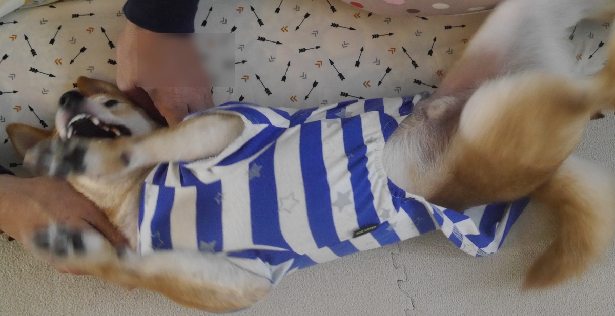 f:id:hanatara:20190511155556j:plain