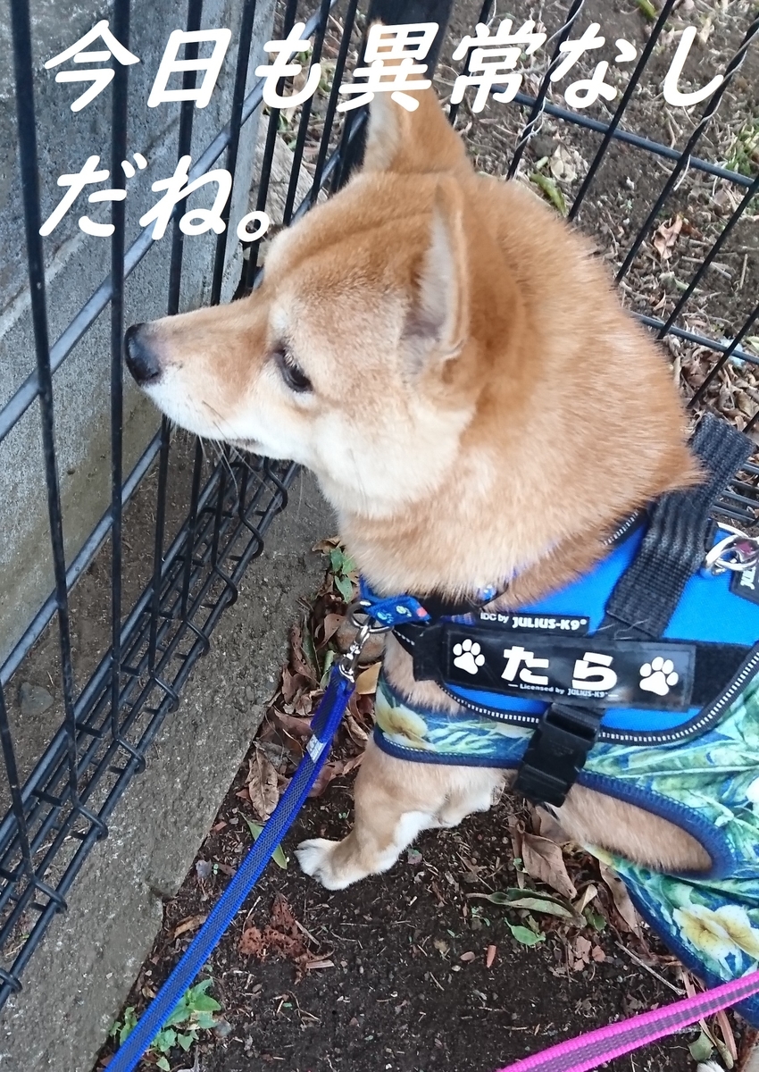 f:id:hanatara:20190511155942j:plain