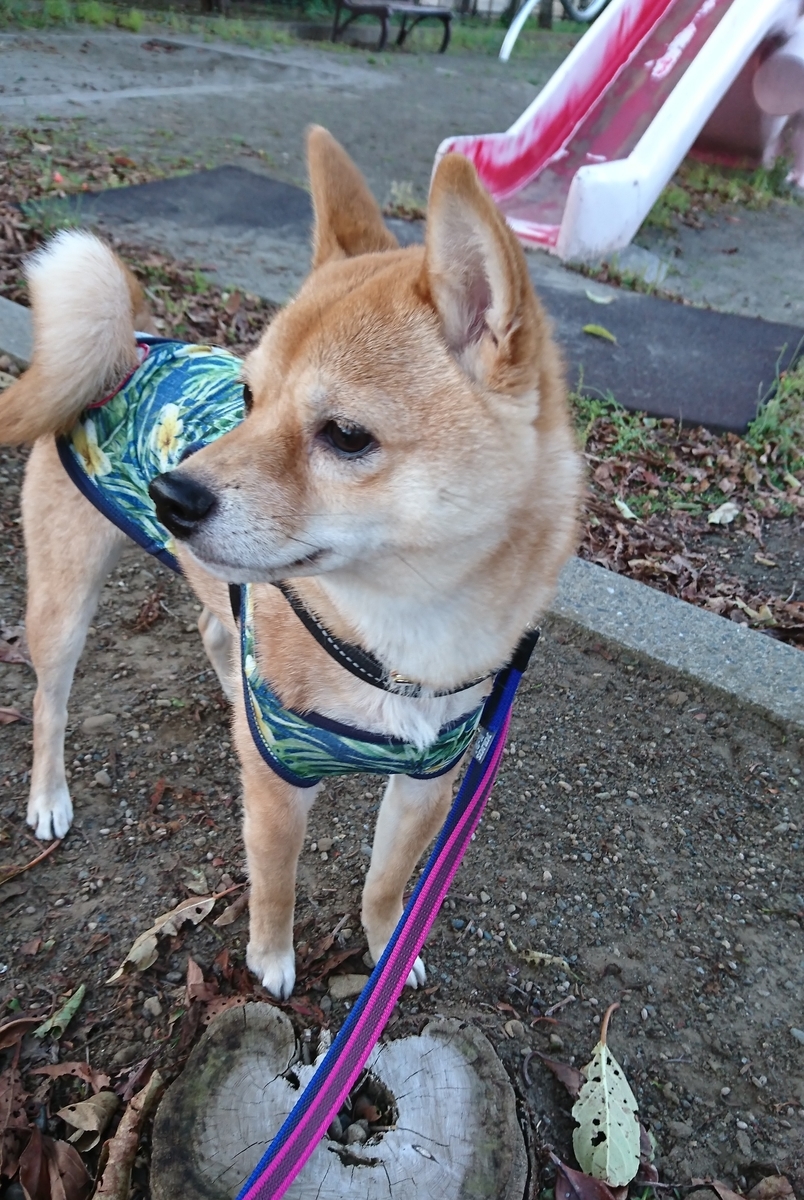 f:id:hanatara:20190511160212j:plain