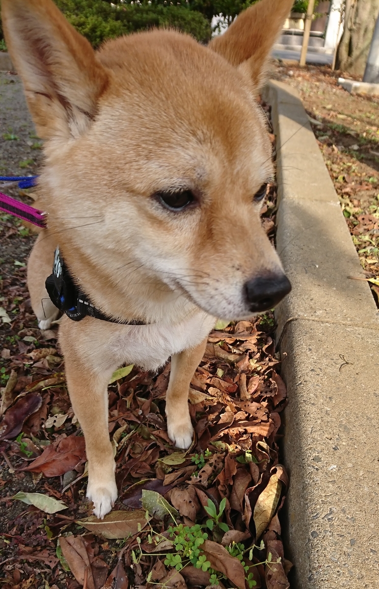 f:id:hanatara:20190511174158j:plain