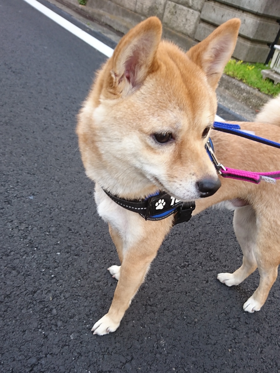 f:id:hanatara:20190511174536j:plain