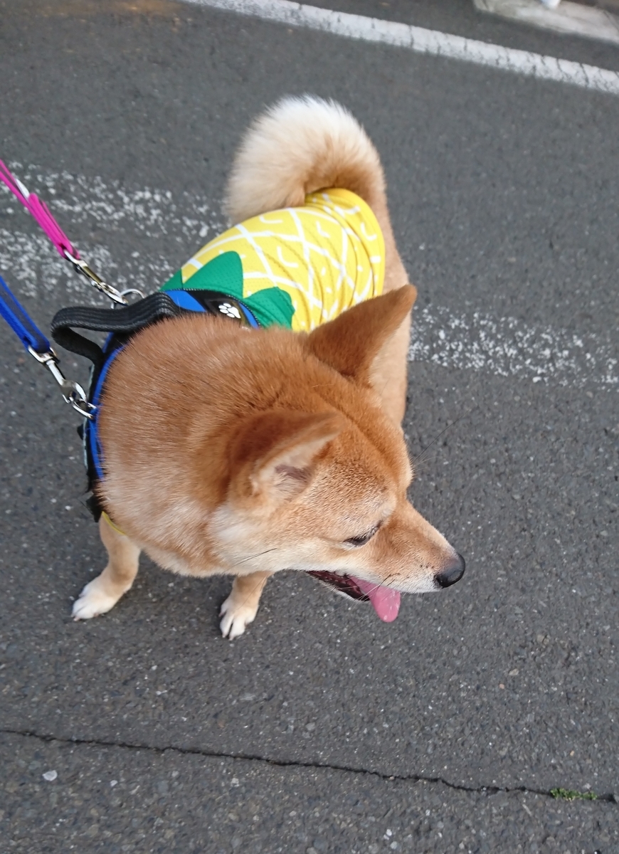 f:id:hanatara:20190512141948j:plain