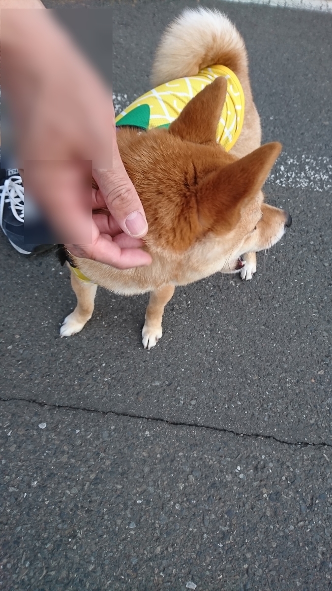 f:id:hanatara:20190512142042j:plain