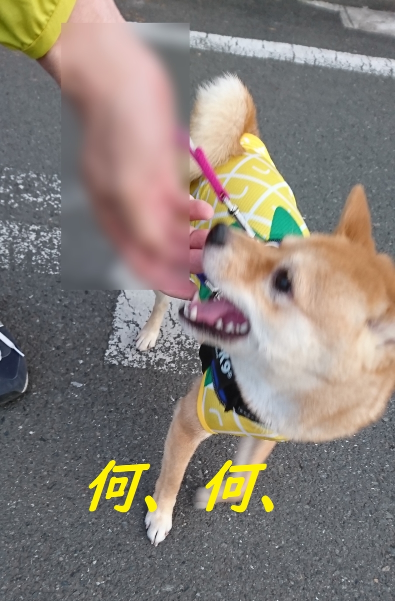 f:id:hanatara:20190512142207j:plain