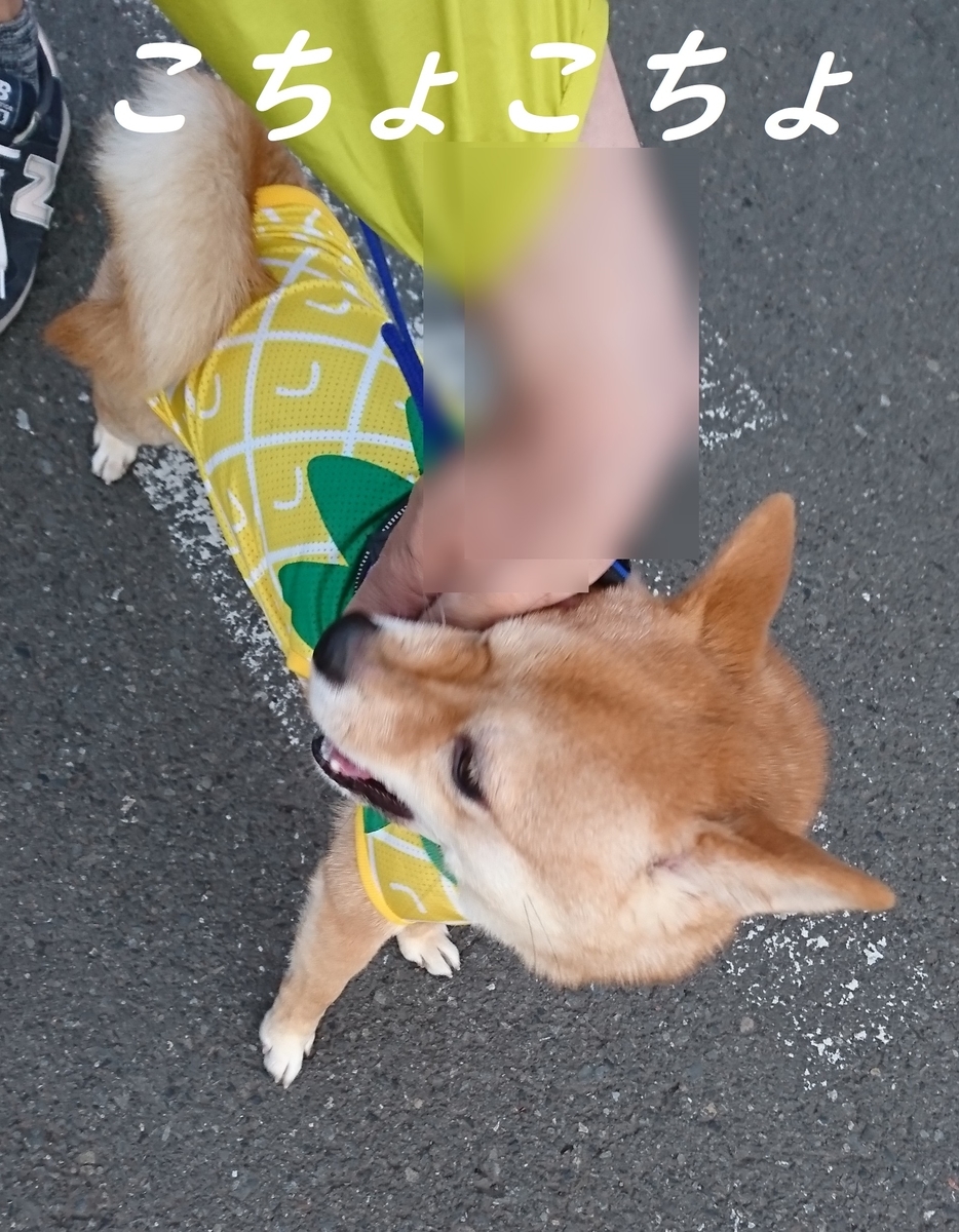 f:id:hanatara:20190512142416j:plain