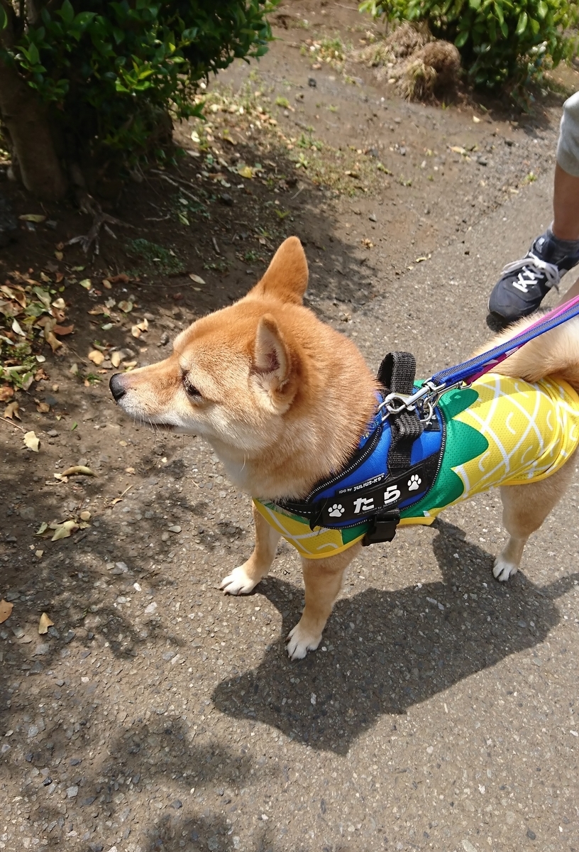 f:id:hanatara:20190517203532j:plain