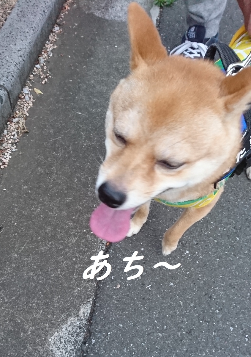 f:id:hanatara:20190517204041j:plain
