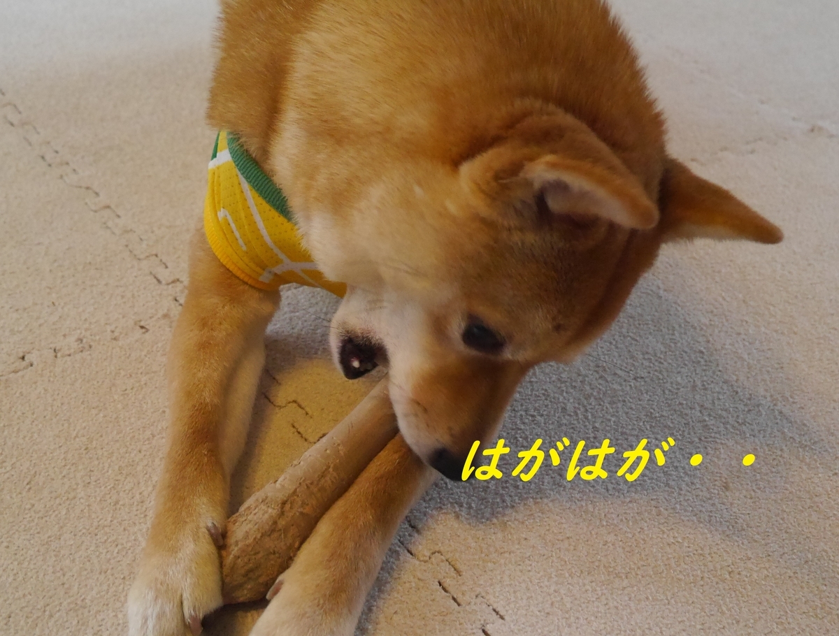 f:id:hanatara:20190518210348j:plain f:id:hanatara:20190518210348j:plain
