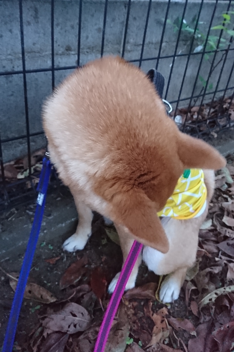 f:id:hanatara:20190519085443j:plain