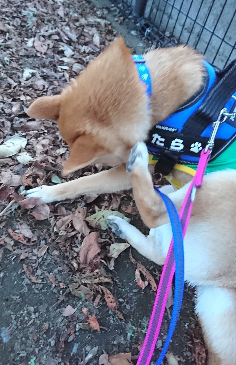 f:id:hanatara:20190519085518j:plain