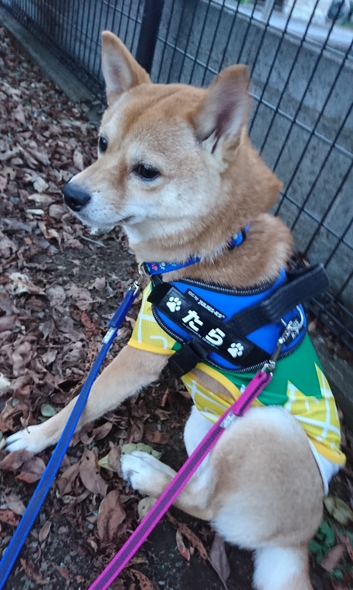 f:id:hanatara:20190519085603j:plain