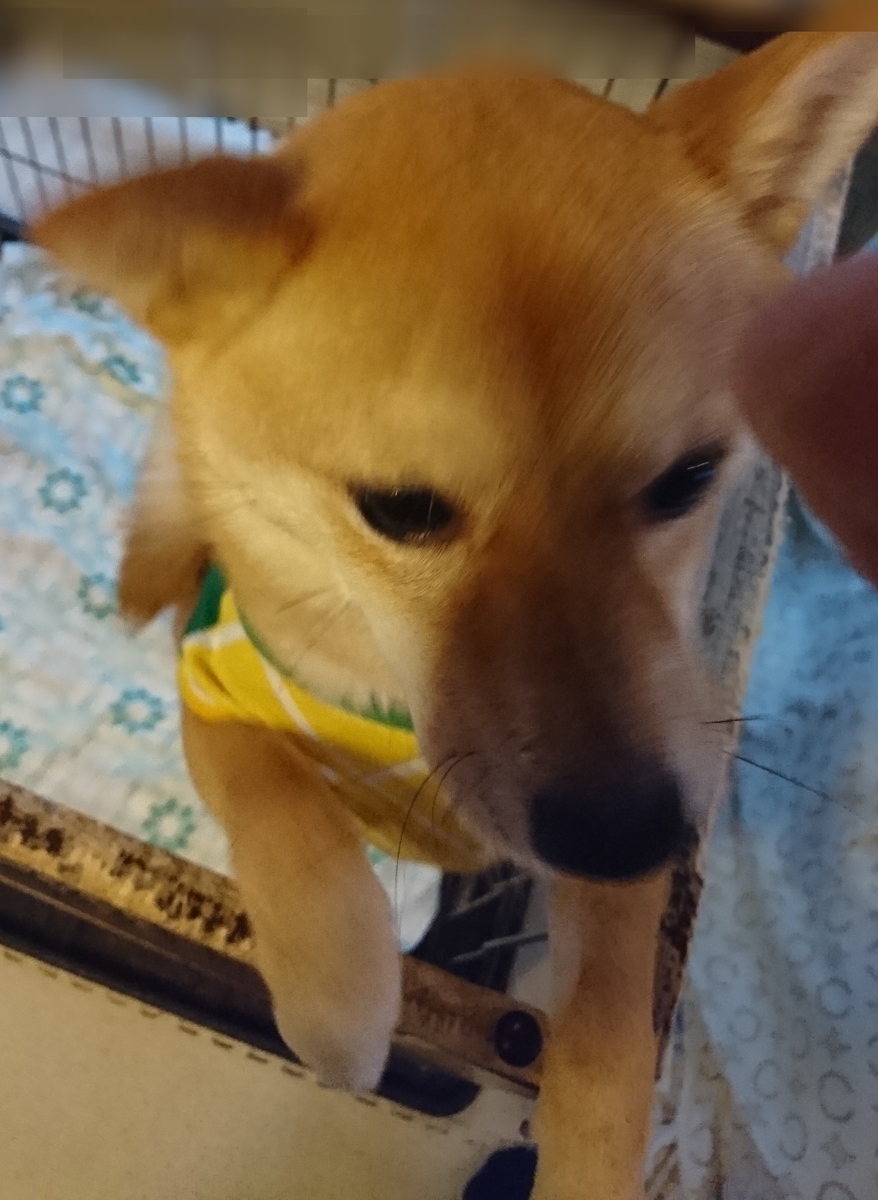 f:id:hanatara:20190519085752j:plain