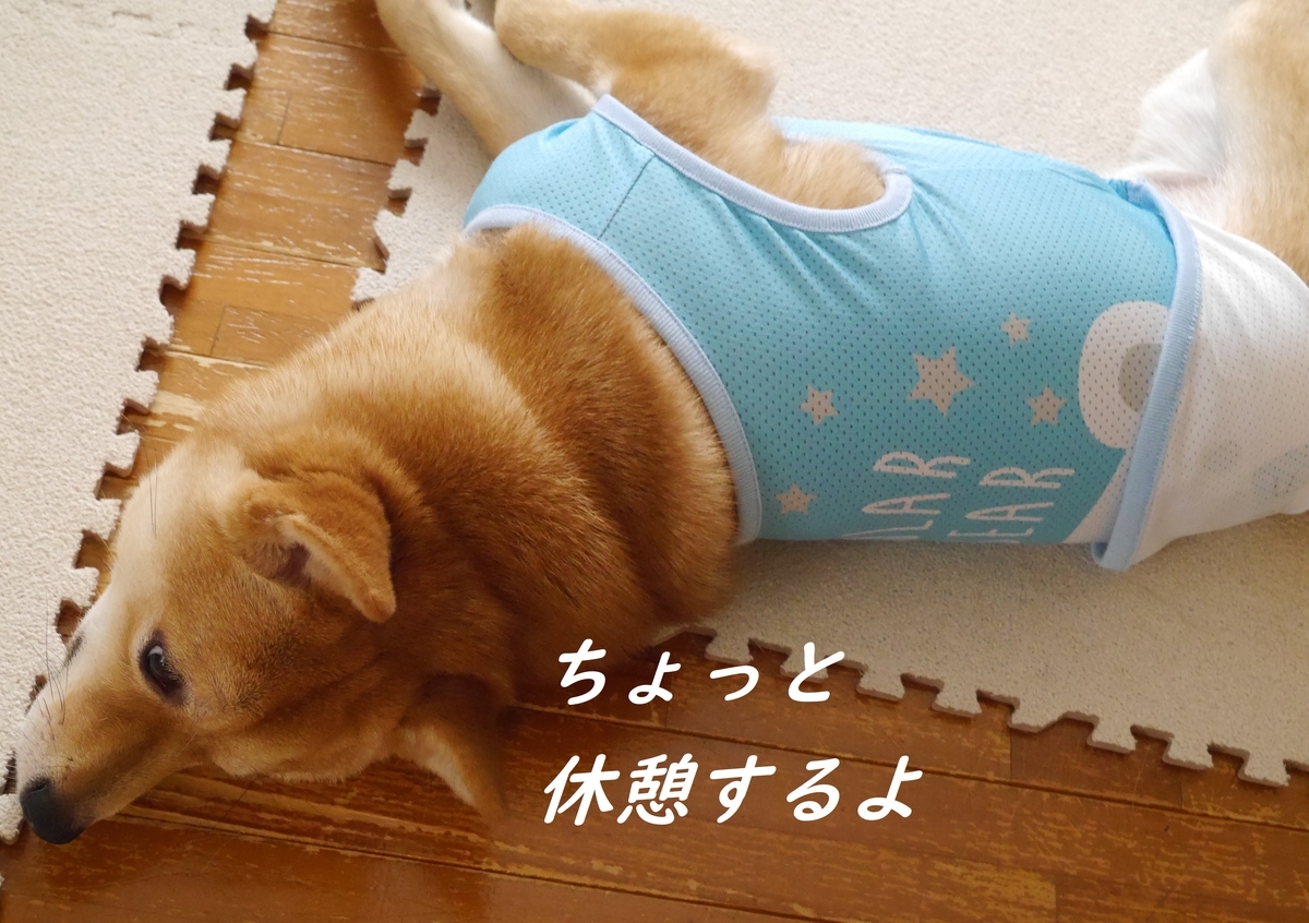 f:id:hanatara:20190519143659j:plain