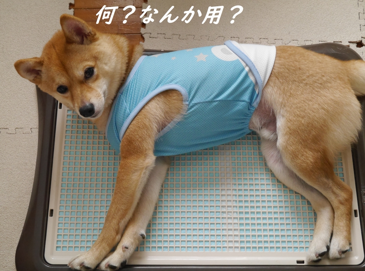 f:id:hanatara:20190519143808j:plain