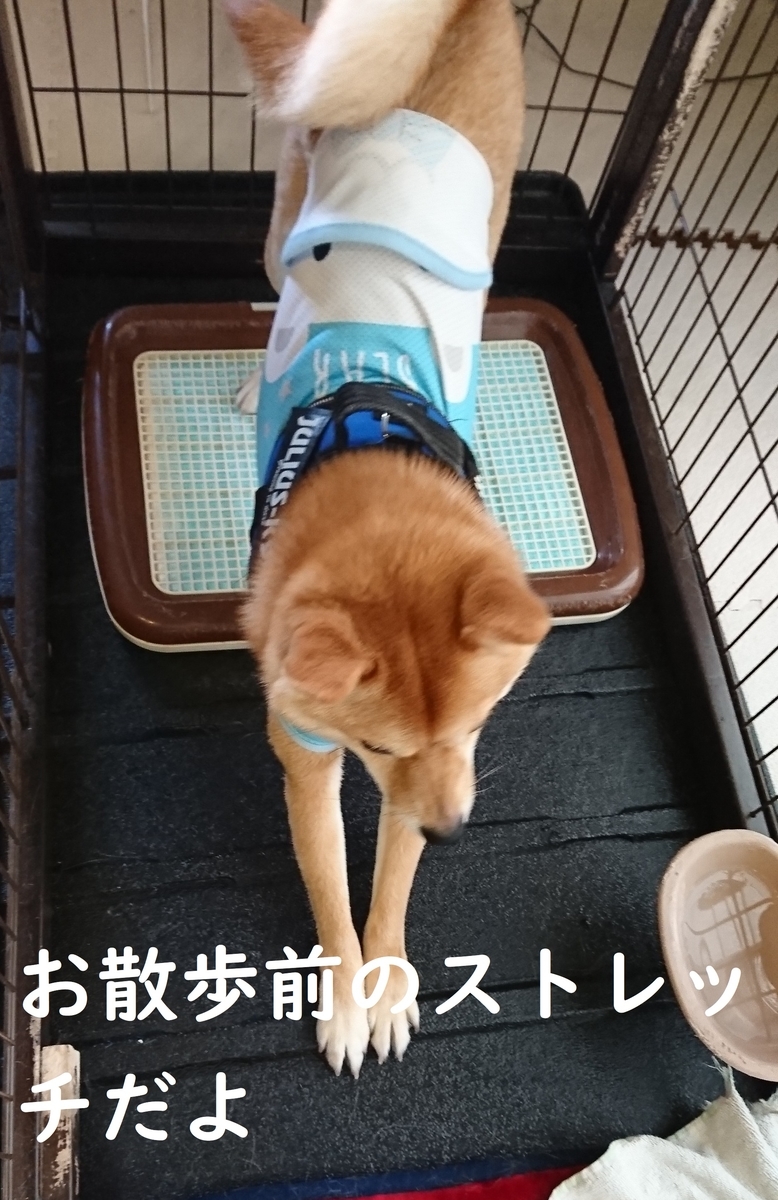 f:id:hanatara:20190526074913j:plain