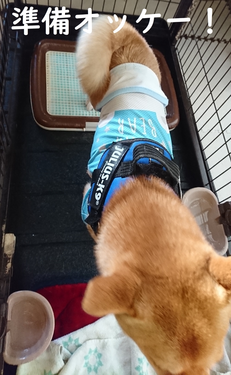 f:id:hanatara:20190526075123j:plain