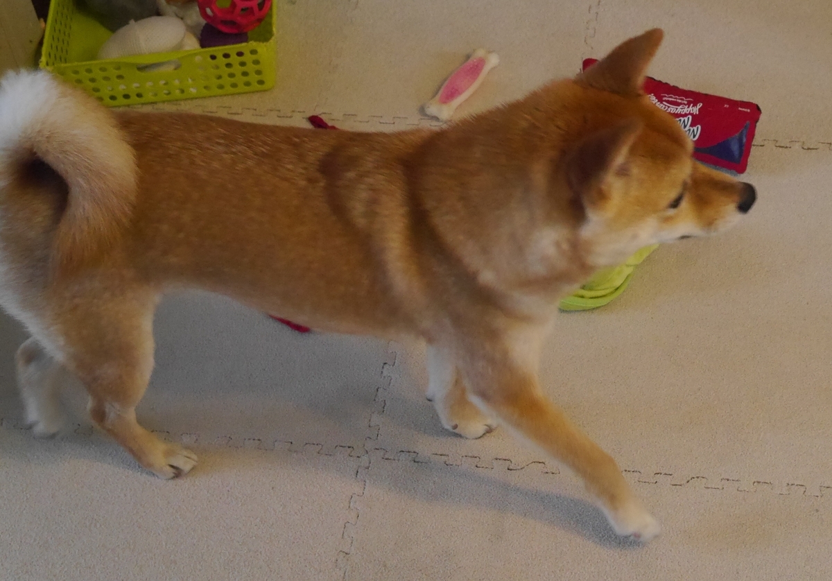 f:id:hanatara:20190526092246j:plain