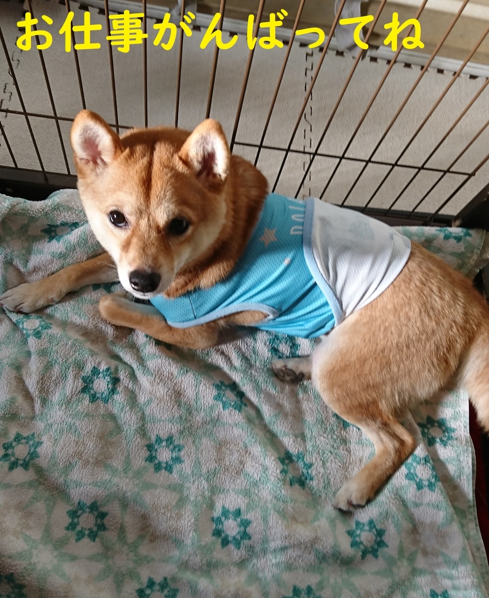 f:id:hanatara:20190526092732j:plain