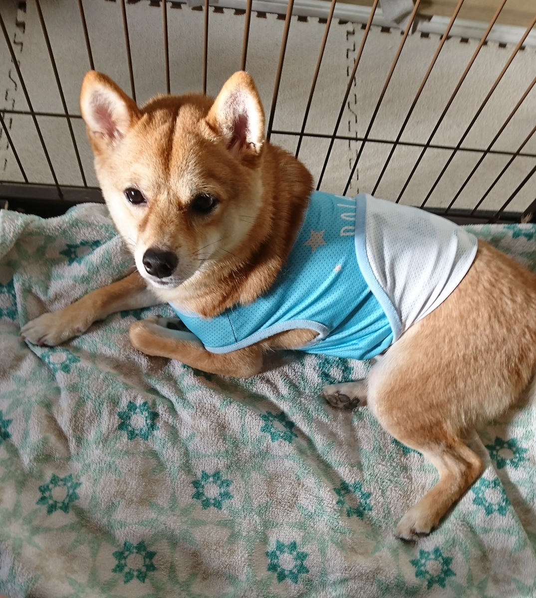 f:id:hanatara:20190526093041j:plain