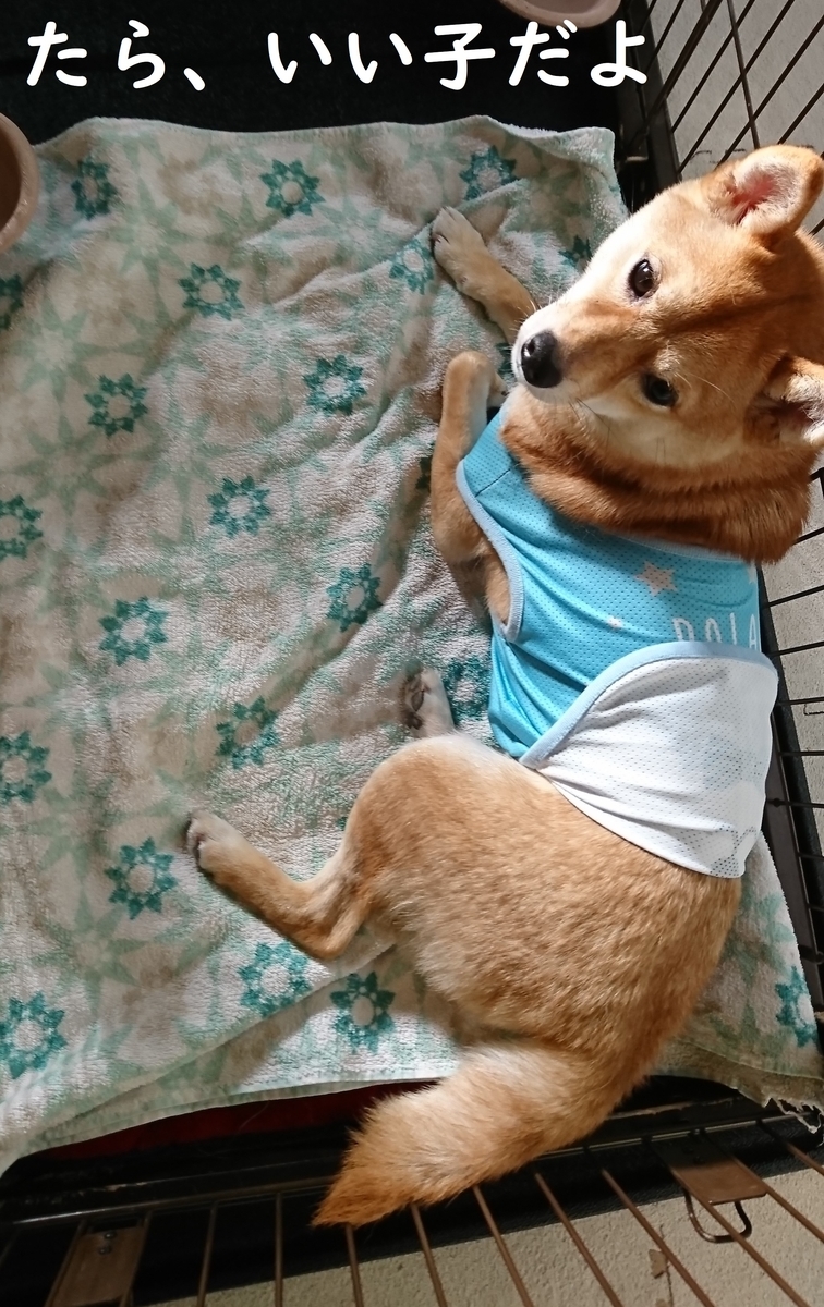 f:id:hanatara:20190526093244j:plain