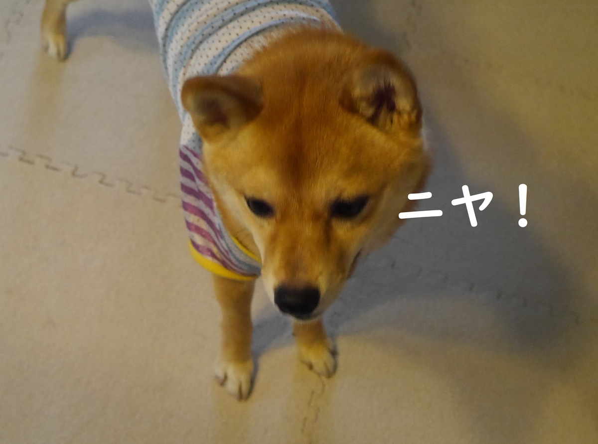f:id:hanatara:20190601104722j:plain