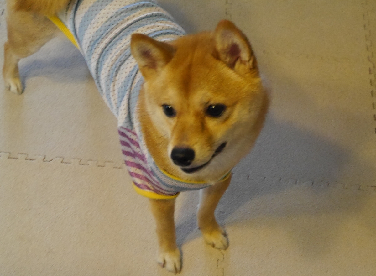 f:id:hanatara:20190601104825j:plain