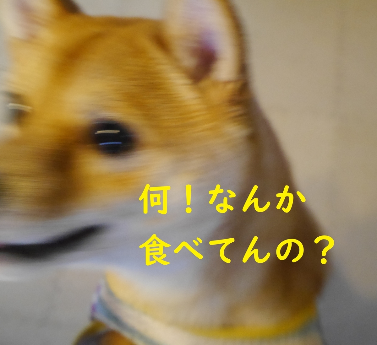 f:id:hanatara:20190601105058j:plain