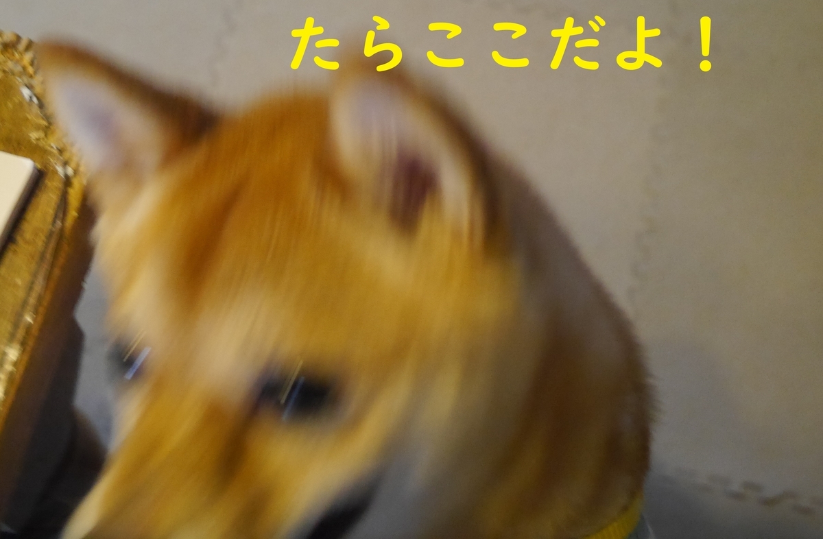 f:id:hanatara:20190601105204j:plain