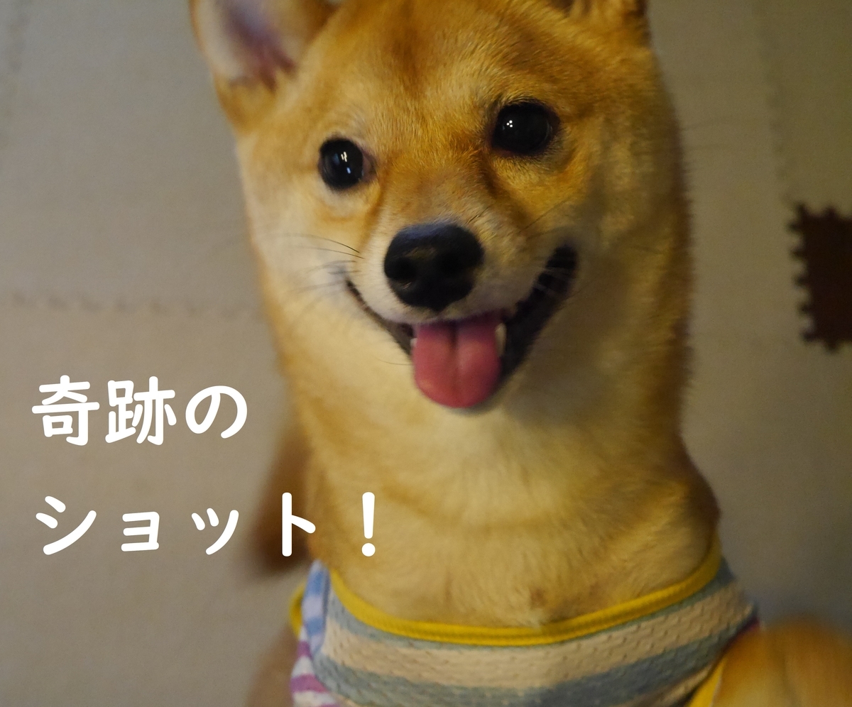 f:id:hanatara:20190601105315j:plain