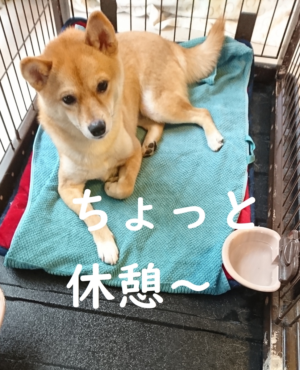 f:id:hanatara:20190607121327j:plain f:id:hanatara:20190607121327j:plain