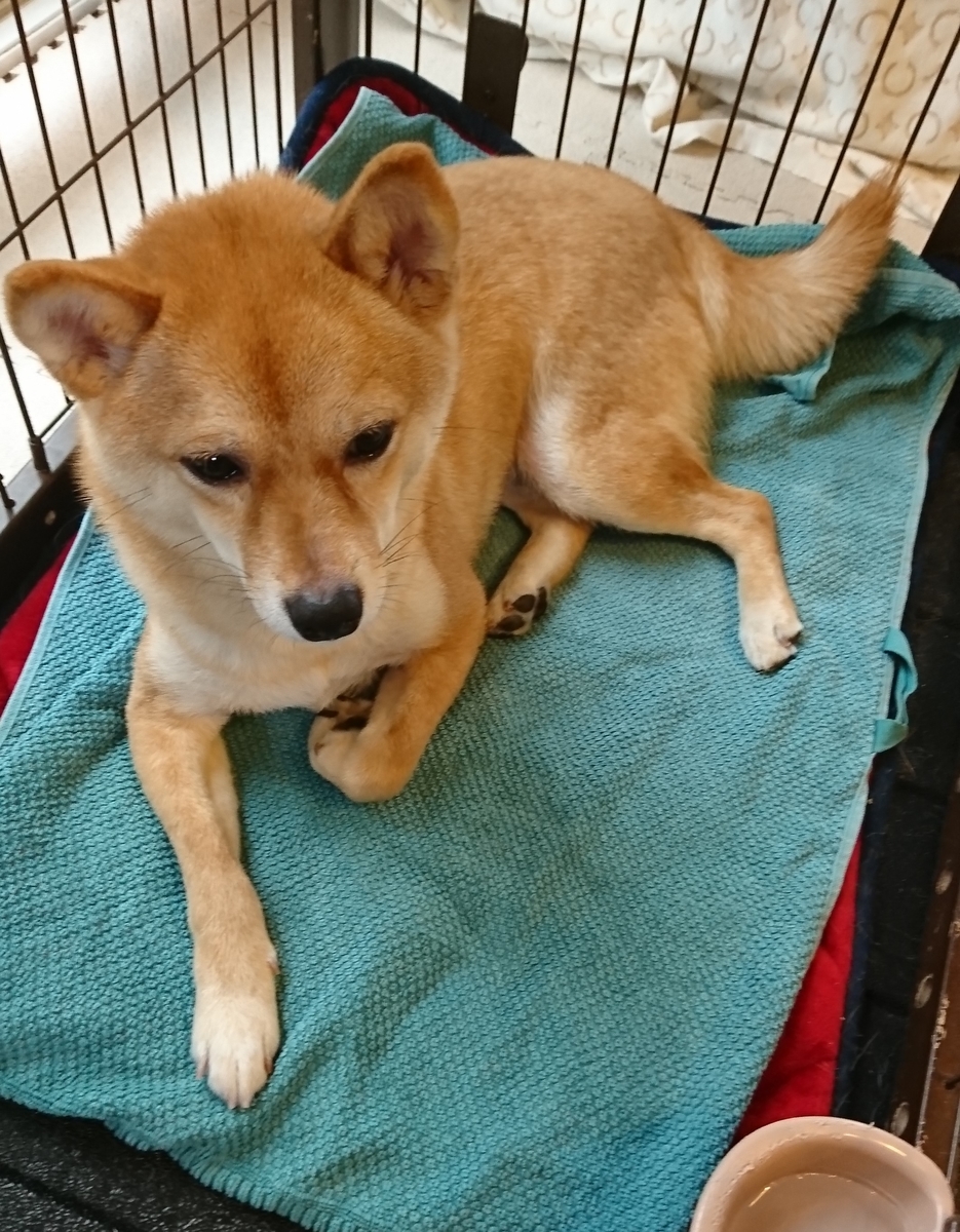 f:id:hanatara:20190607121359j:plain f:id:hanatara:20190607121359j:plain