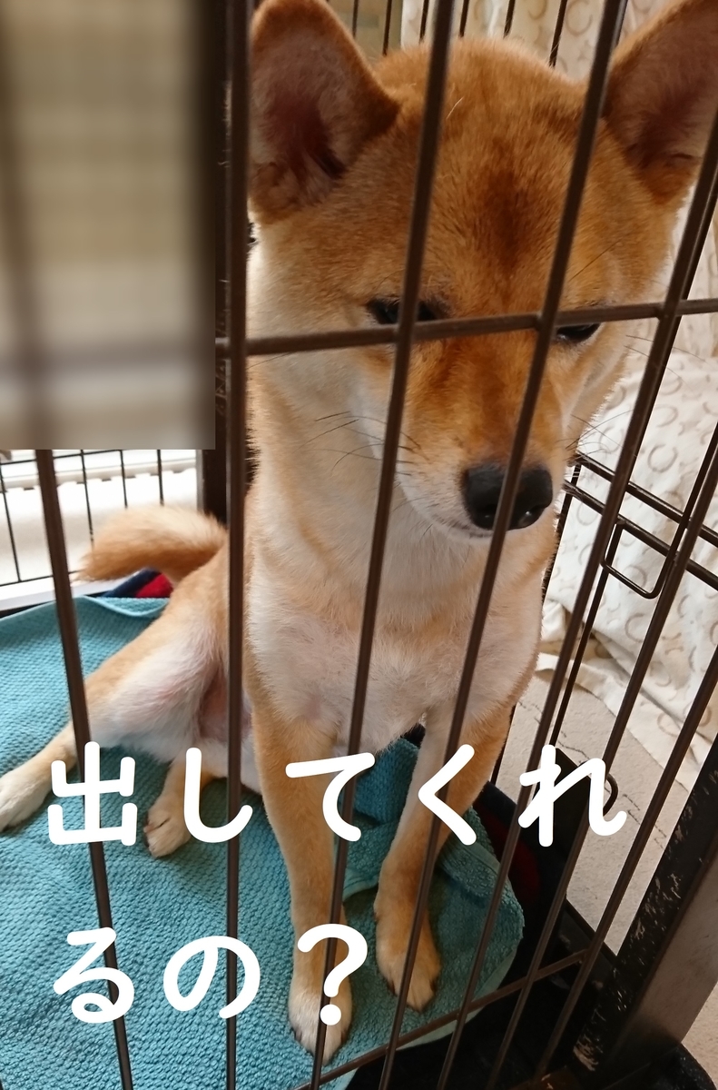 f:id:hanatara:20190607121511j:plain f:id:hanatara:20190607121511j:plain