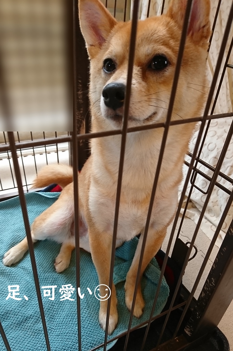 f:id:hanatara:20190607121652j:plain f:id:hanatara:20190607121652j:plain