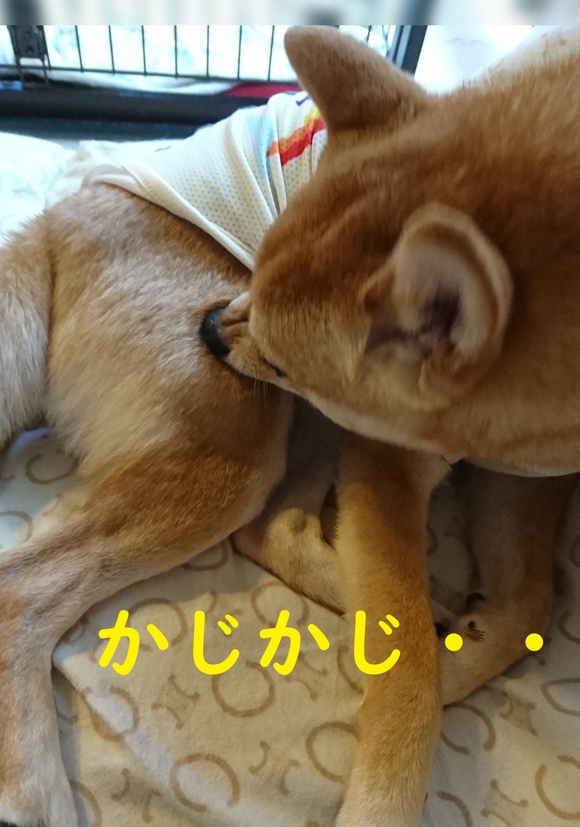 f:id:hanatara:20190609094410j:plain