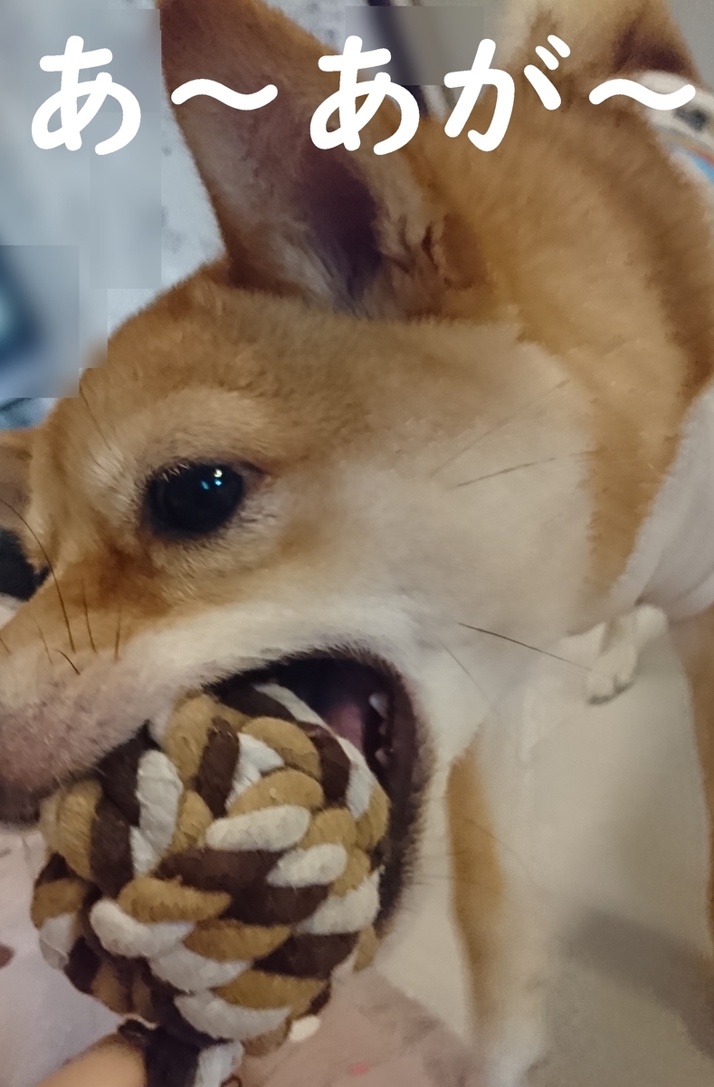 f:id:hanatara:20190609094758j:plain