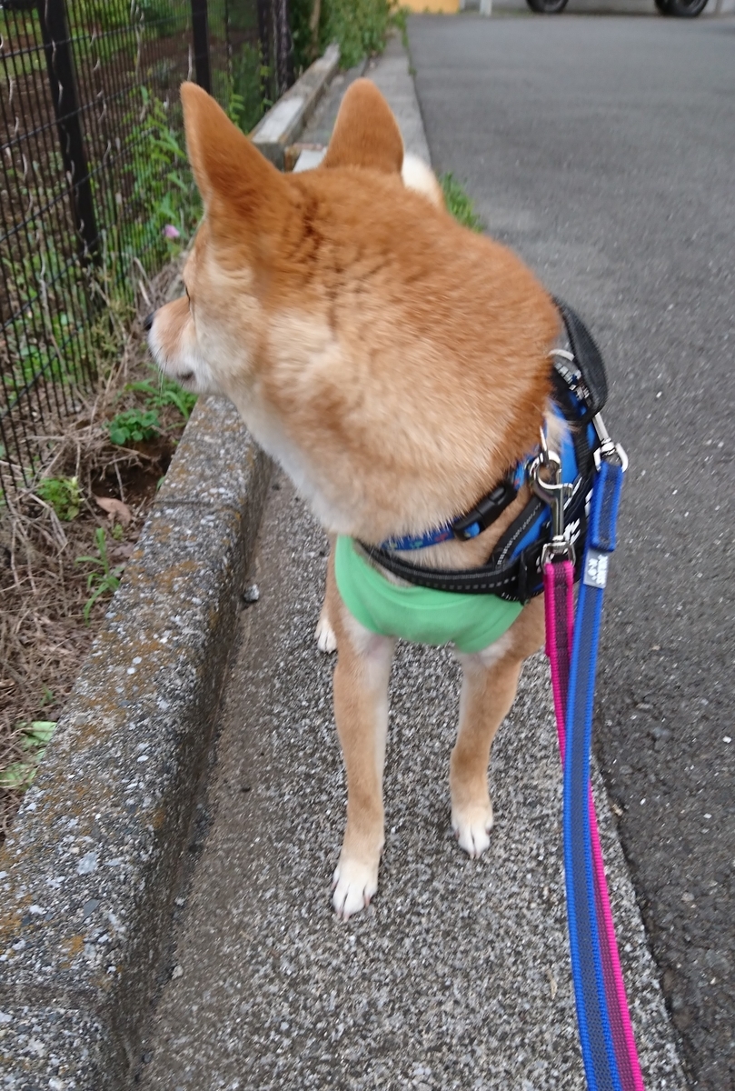 f:id:hanatara:20190615140701j:plain