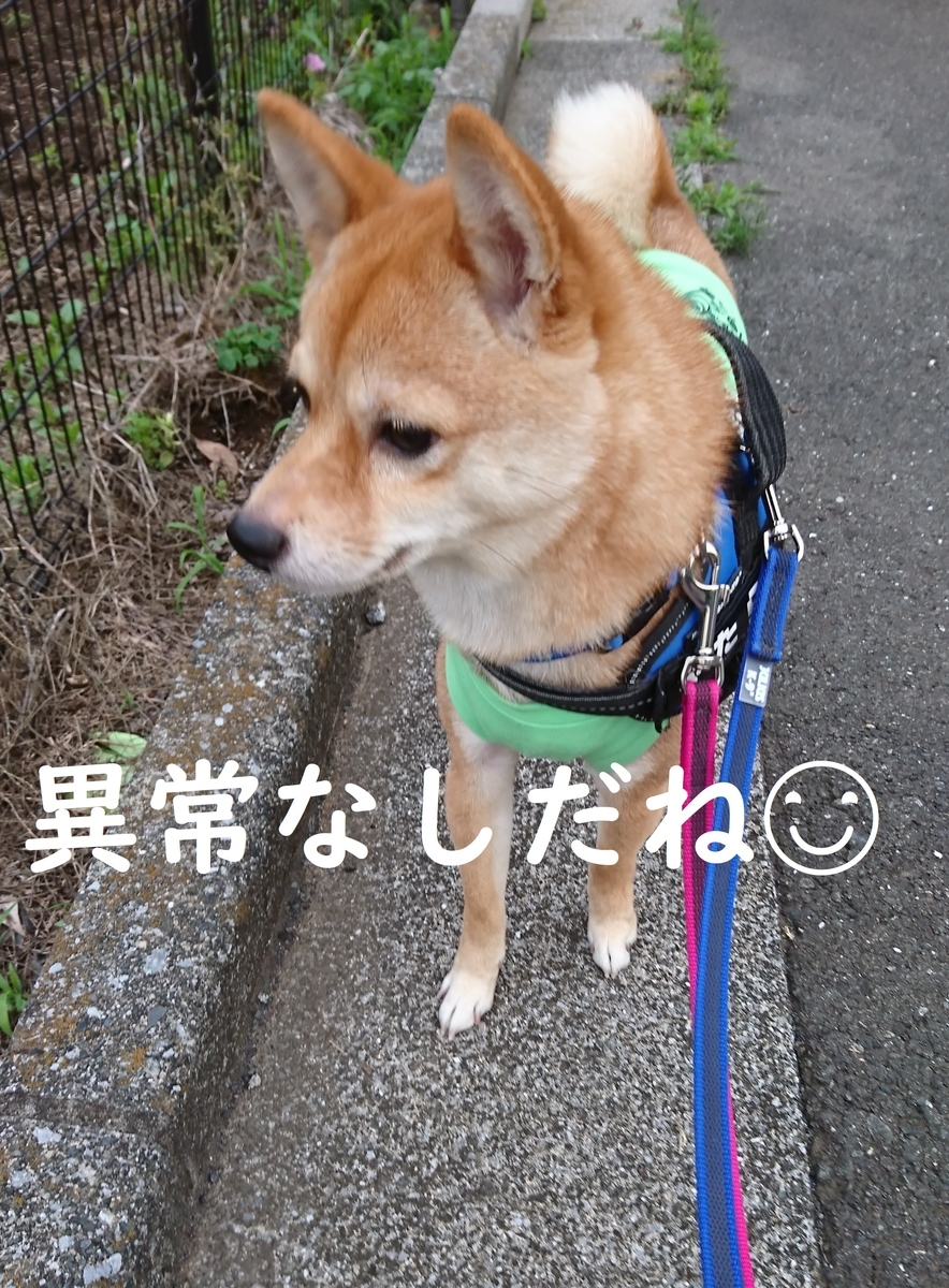 f:id:hanatara:20190615140913j:plain