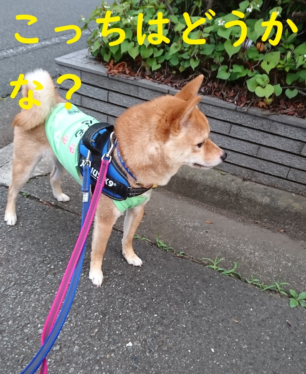f:id:hanatara:20190615141029j:plain