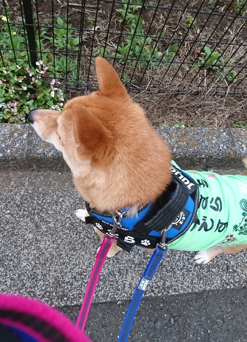 f:id:hanatara:20190615141110j:plain