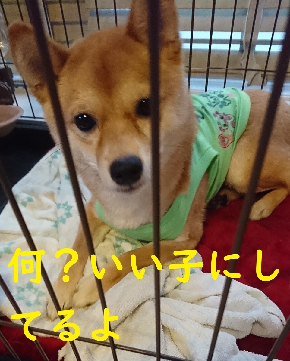 f:id:hanatara:20190615142042j:plain